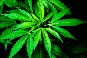 Limited possibilities to have Cannabis tested after adverse effects
